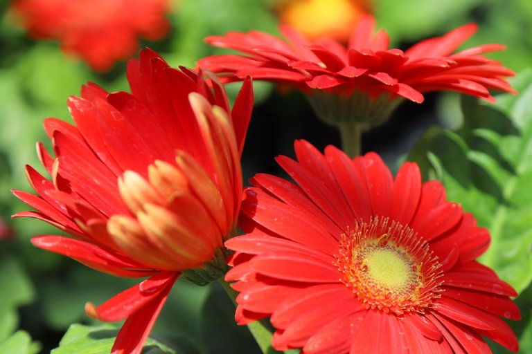 gerbera daisy.JPG