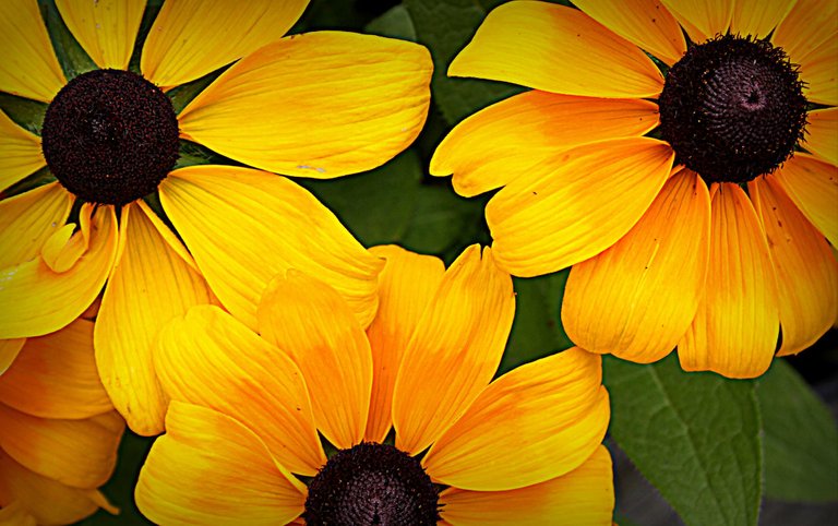 yellow flowers 4.jpg