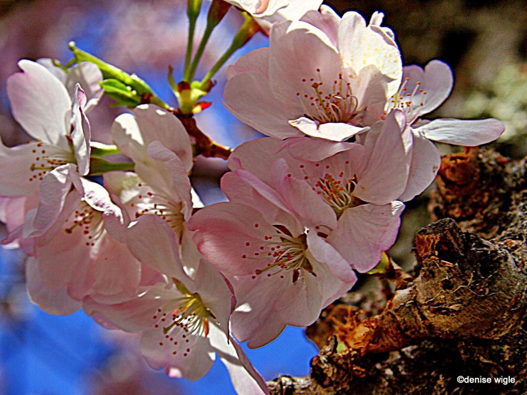 cherries on the tidal basin.jpg