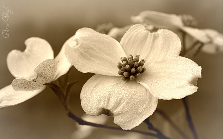 black and white dogwood.jpg