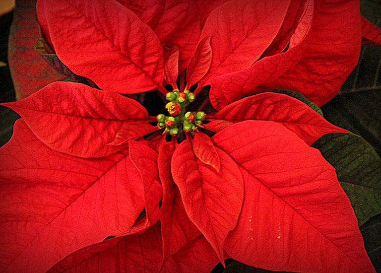 poinsettia.png