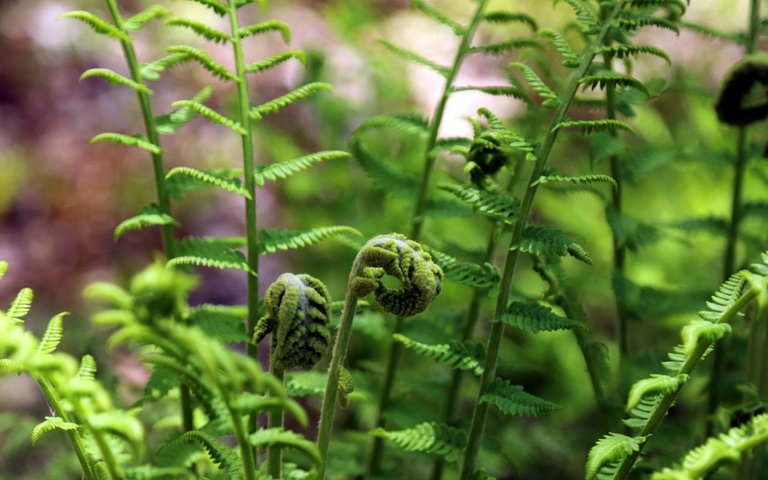 ferns.jpg