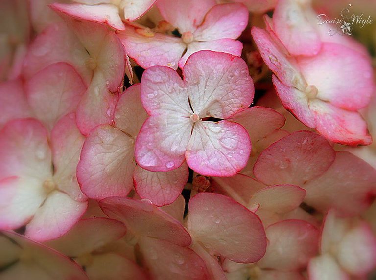 hydrangea 4.jpg