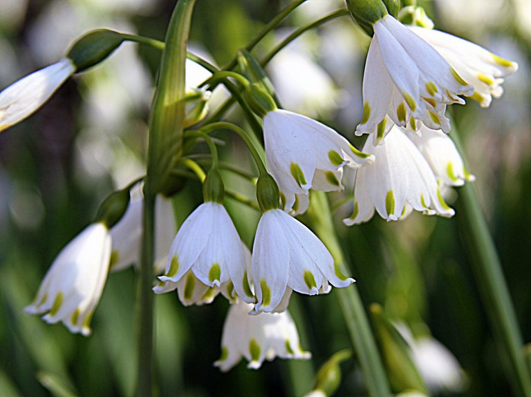 white spring flower.jpg