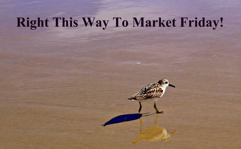 market friday bird 2.jpg