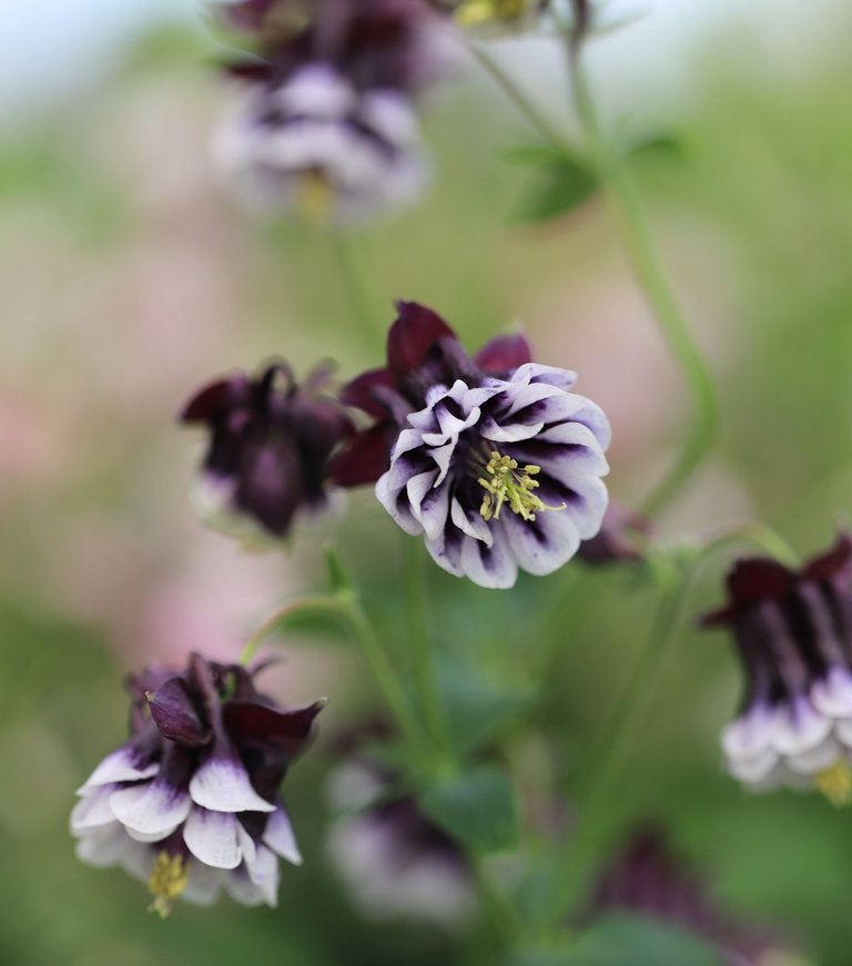 backberry spring flower.jpg