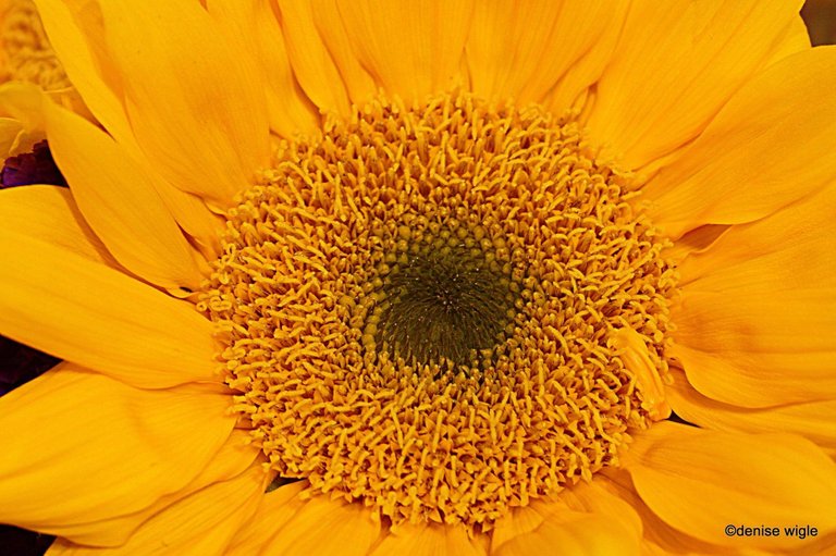 yellow flower a.jpg