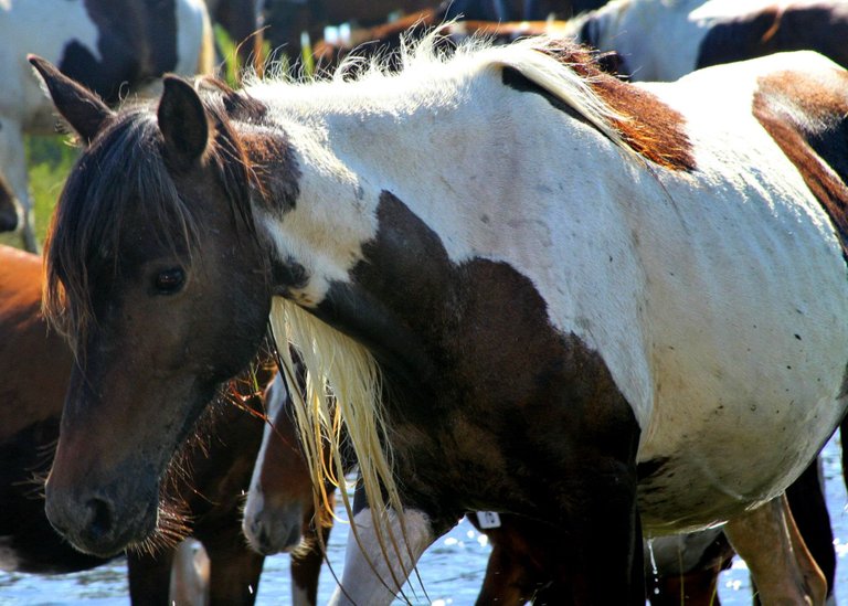 chincoteague ponies.jpg