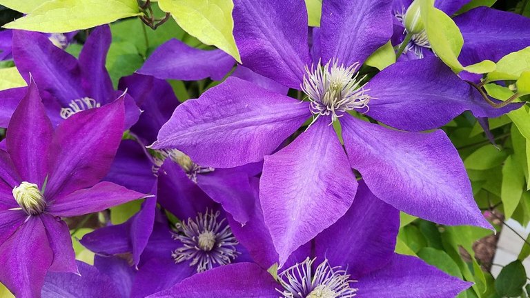 clematis.jpg