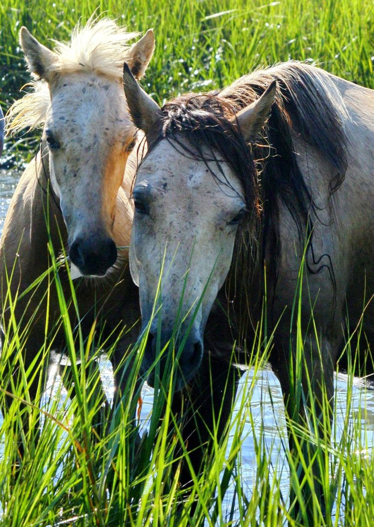 chincoteague pony.jpg