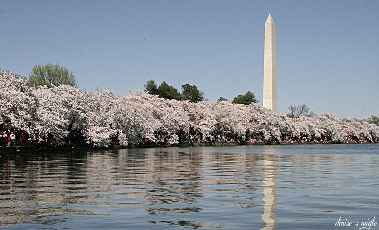 Tidal Basin 2.jpg