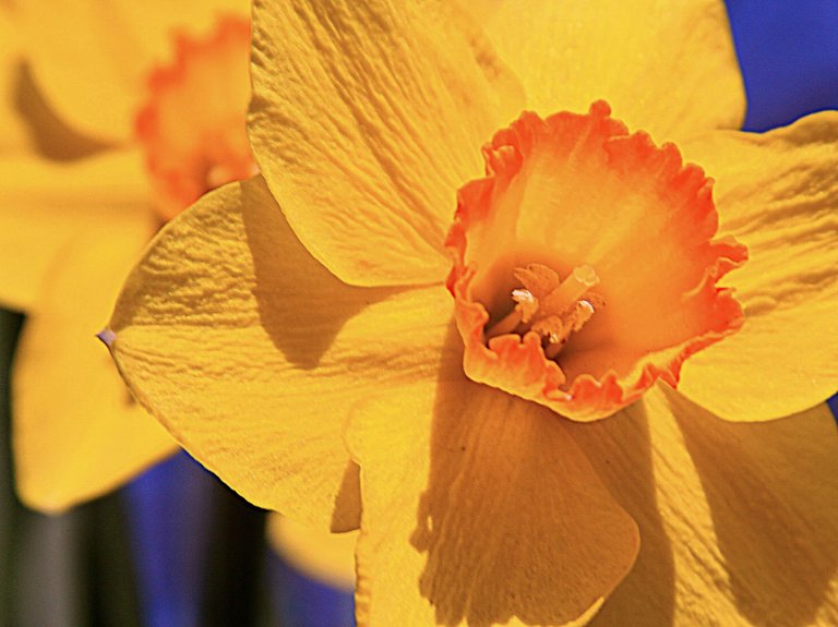 daffodil 2.jpg