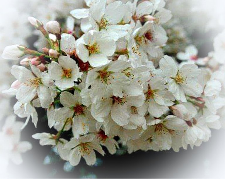 FB_IMG_cherry blossom.jpg