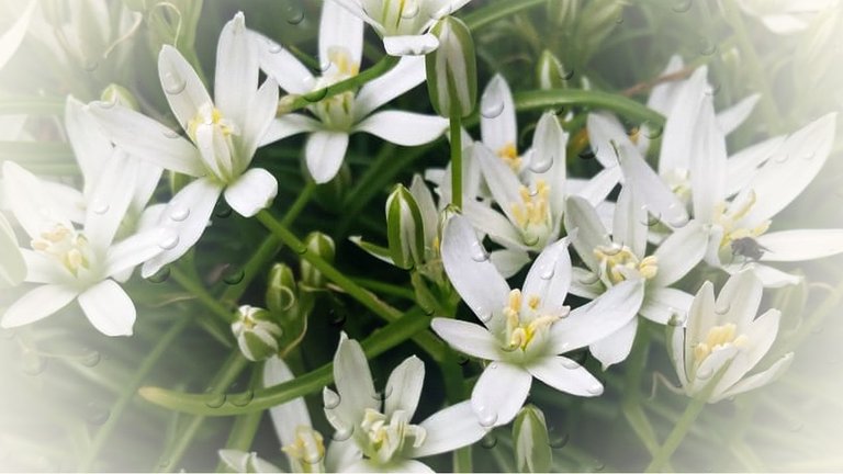 Hydrangea-white flowers.jpg