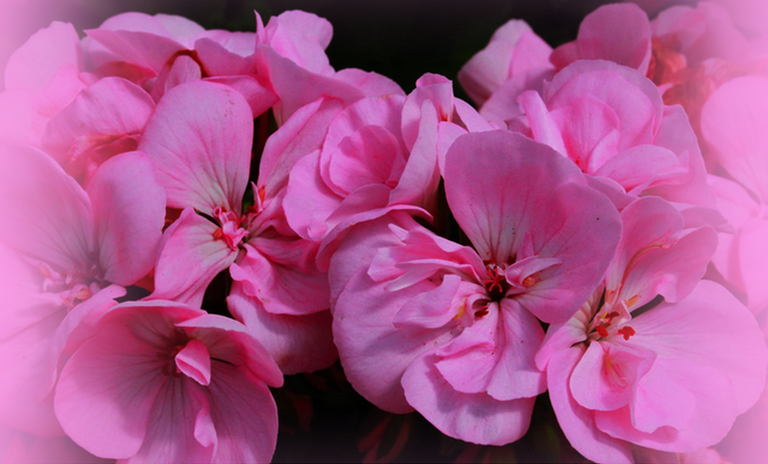 flowers geranium.png