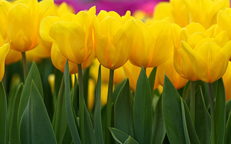 the tulips.jpg