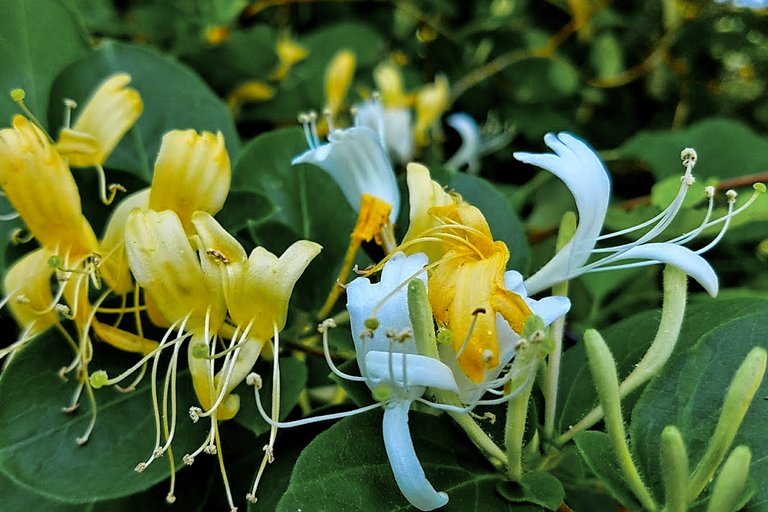 honeysuckle 2.jpg