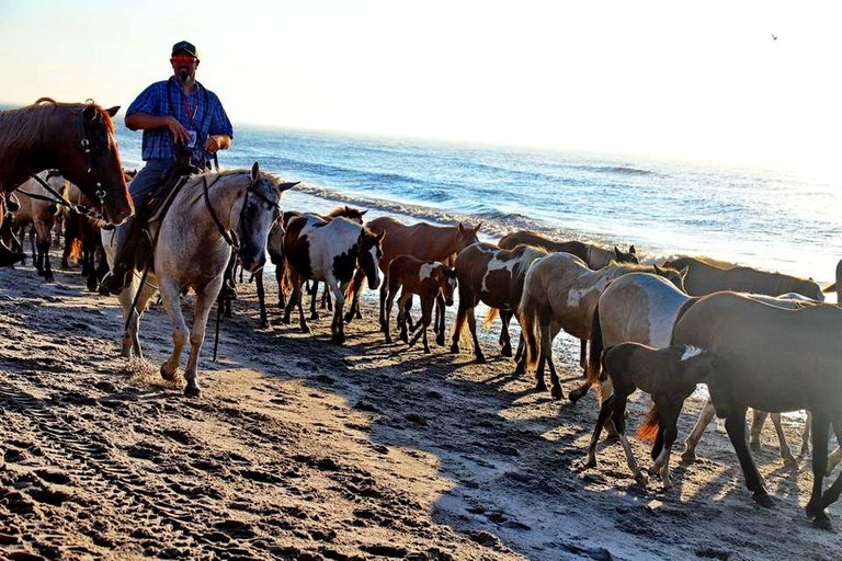 chincoteague ponies 2.jpg