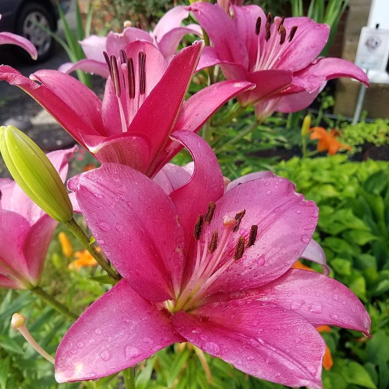 20210620_083614 pink lilies.jpg