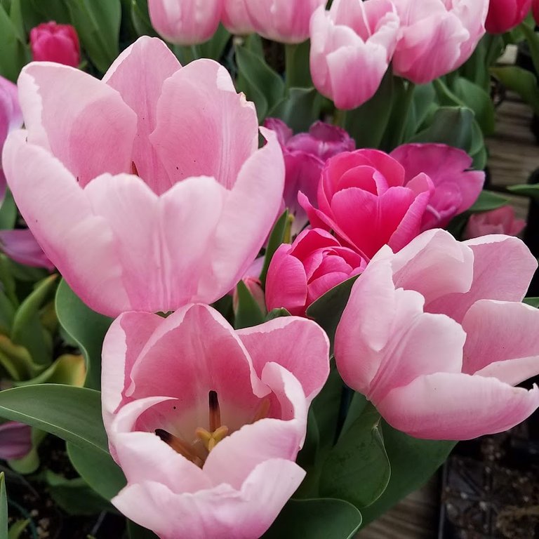 20210331_120059 tulip.jpg