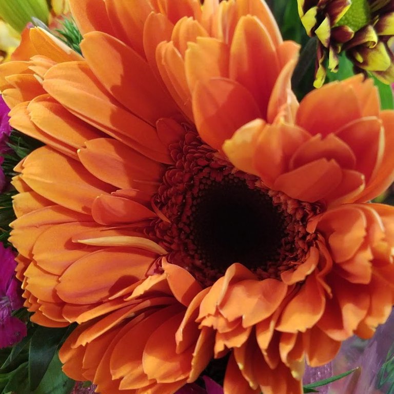 20201125_075254 mums.jpg