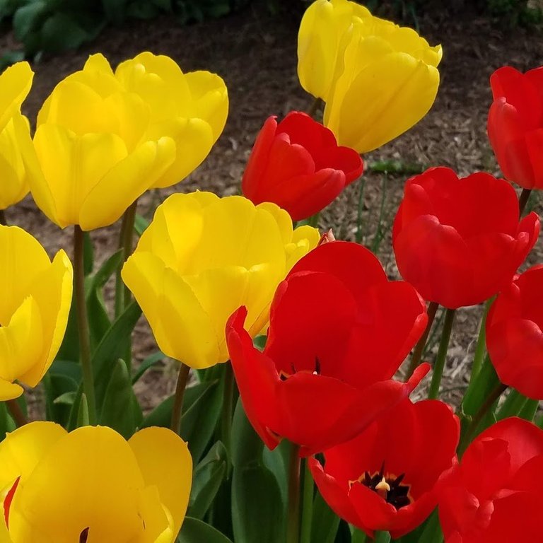 hydrange- tulips.jpg