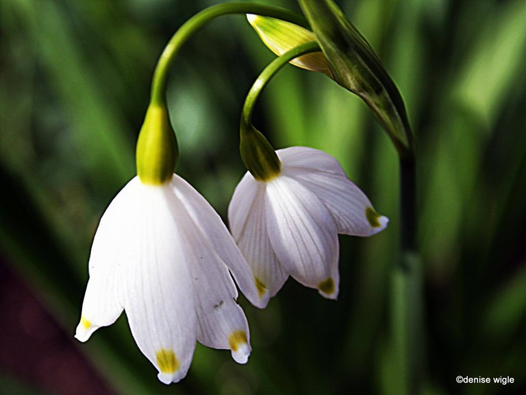 snowdrops.jpg