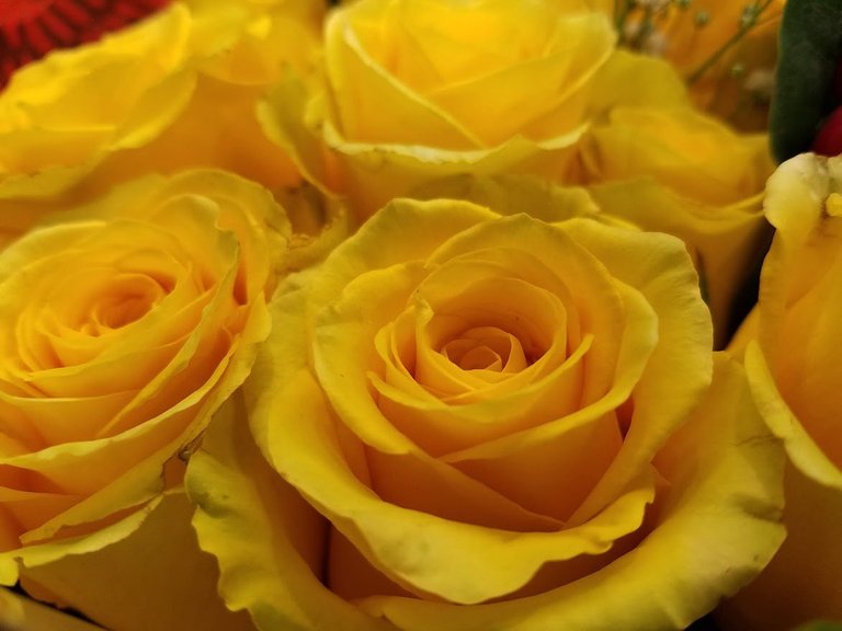 yellow roses 2.jpg