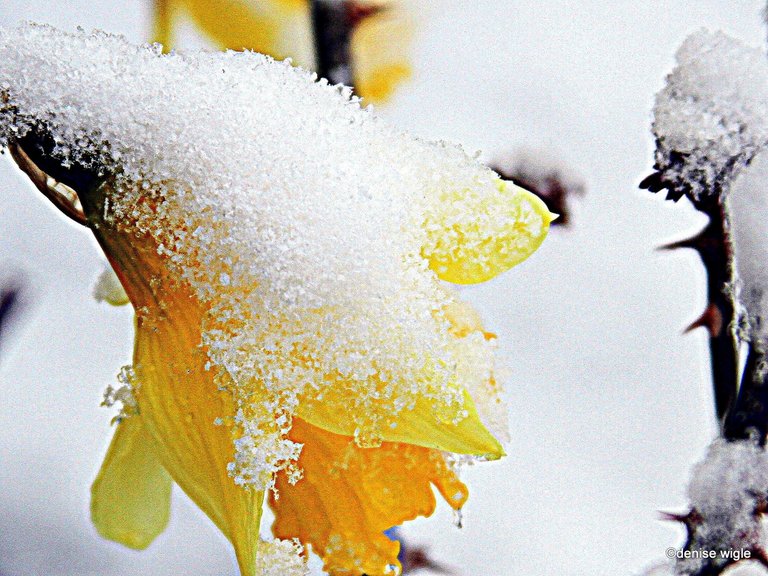snow on daffodils.jpg