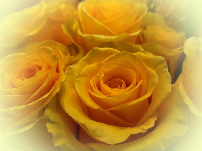 yellow roses 2 3.jpg