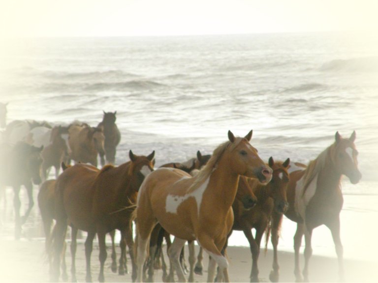 chincoteague.jpg