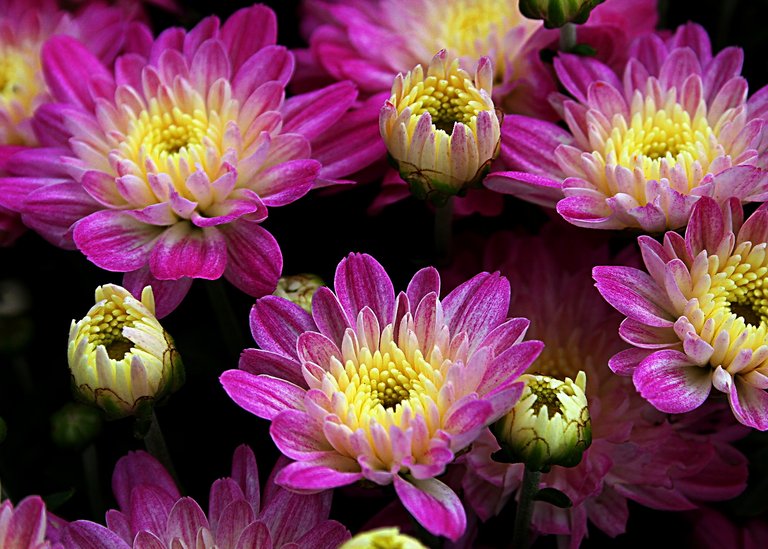 purple flowers 21.jpg