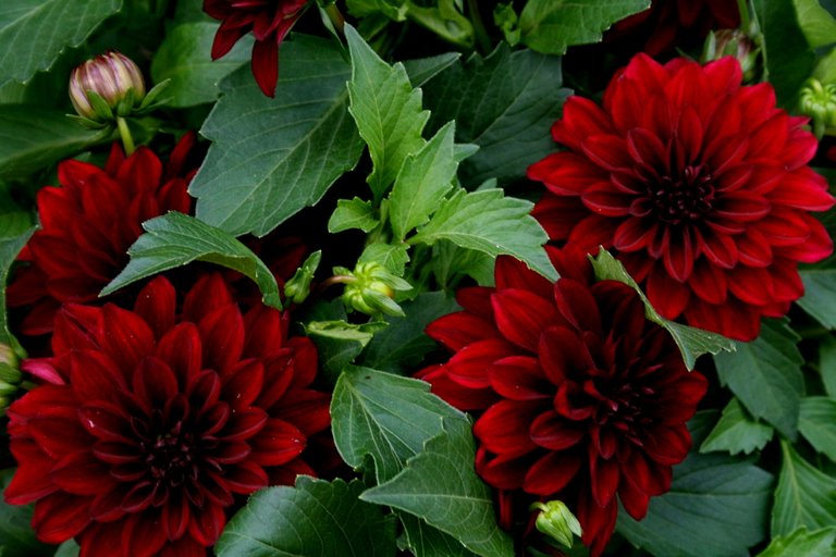 dahlias 2.jpg