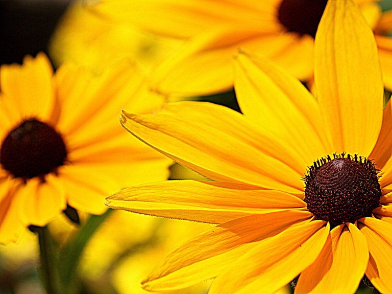 rudbeckia 2.jpg