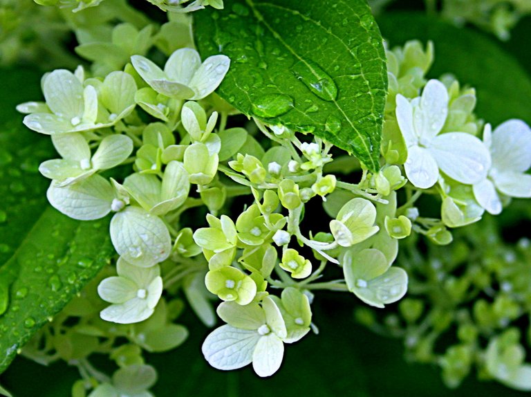 white hydrangea 2.jpg