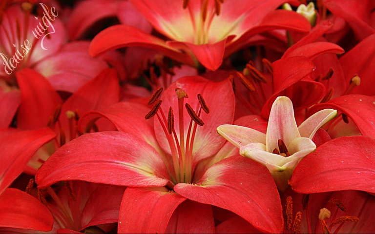 red lilies 2.jpg
