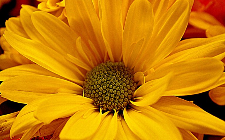 yellow flower 3.jpg