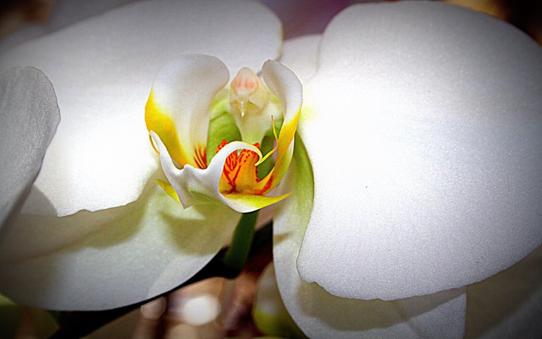 orchid.jpg