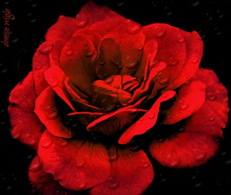 1 rose.jpg