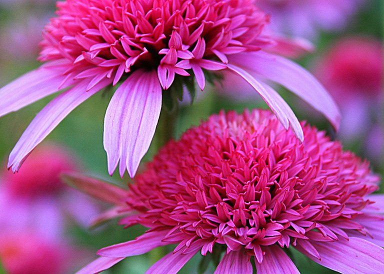 purple flowers two.jpg