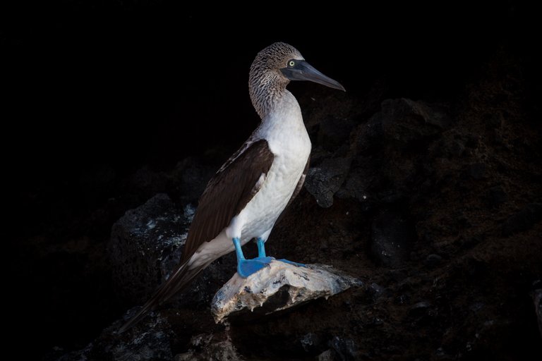 Day 3 Galapagos Tagus  (2 of 25).jpeg