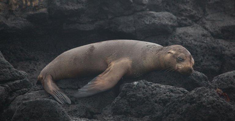 Day 6 Galapagos Purto Ayero (6 of 36).jpg