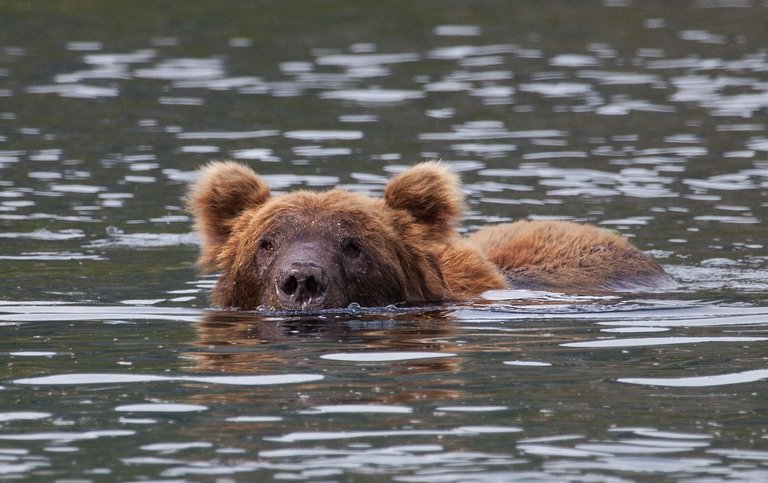 Day 3.2 bears (12 of 27).jpg