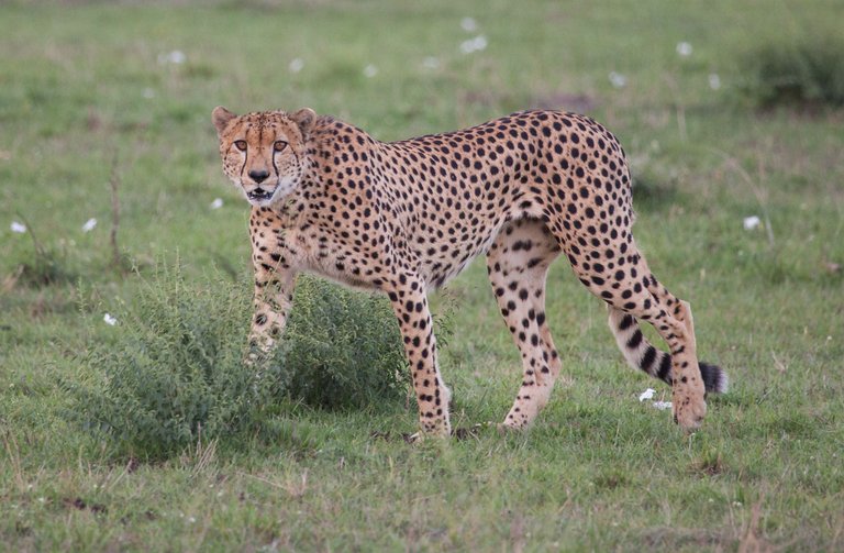 Day10 Serengeti Cheetah (1 of 1).jpg