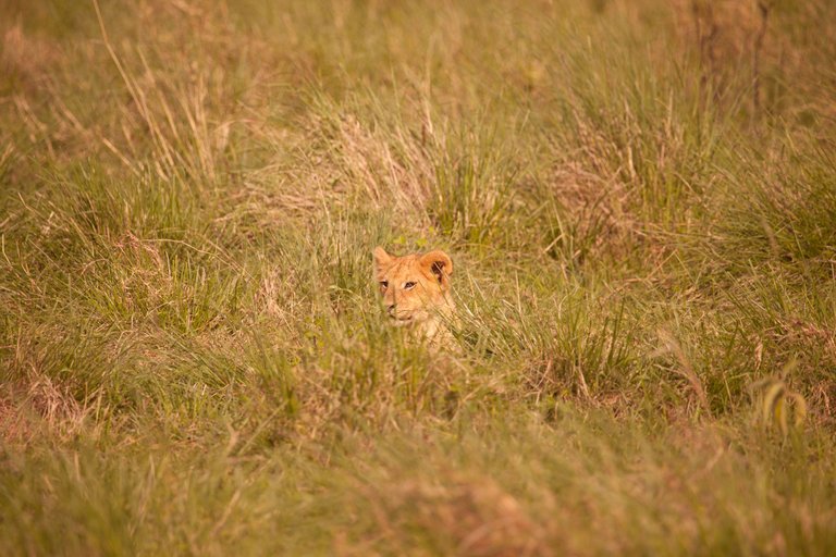 Day9 Mara Lion Safari Early (78 of 98).jpg