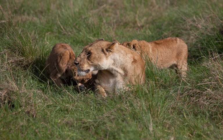 Day9 Mara Lion Safari Early (59 of 98).jpg