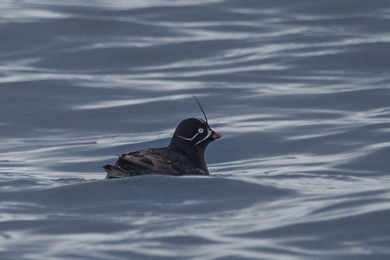 Day 1 auklet Baby Islands (13 of 34).jpg