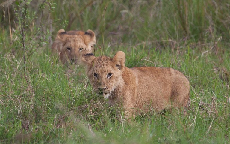 Day9 Mara Lion Safari Early (20 of 98).jpg