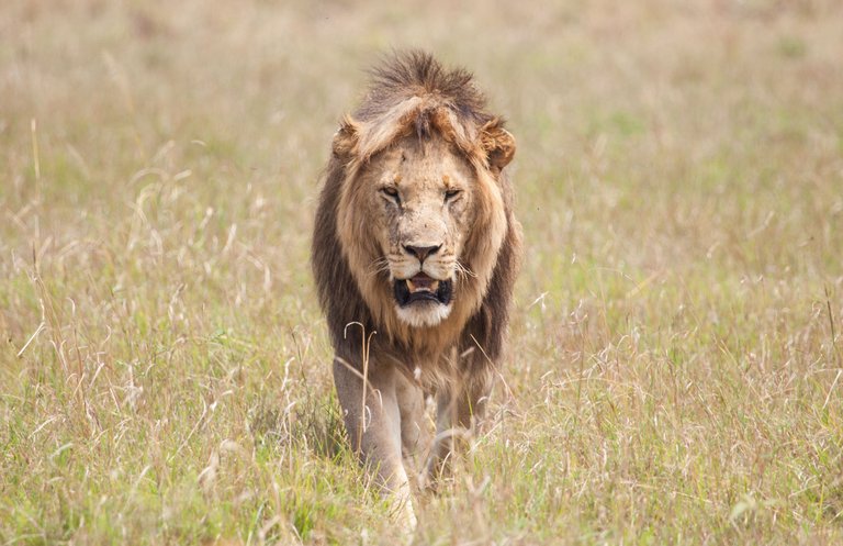 Day9 Mara Lion Safari (35 of 45).jpg