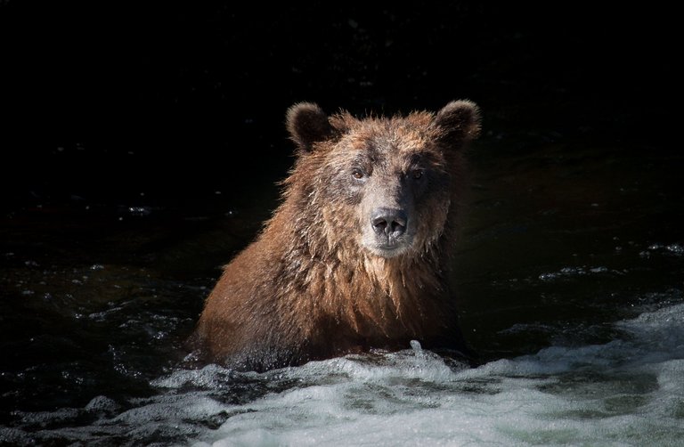 Hidden Falls bears (50 of 74).jpg